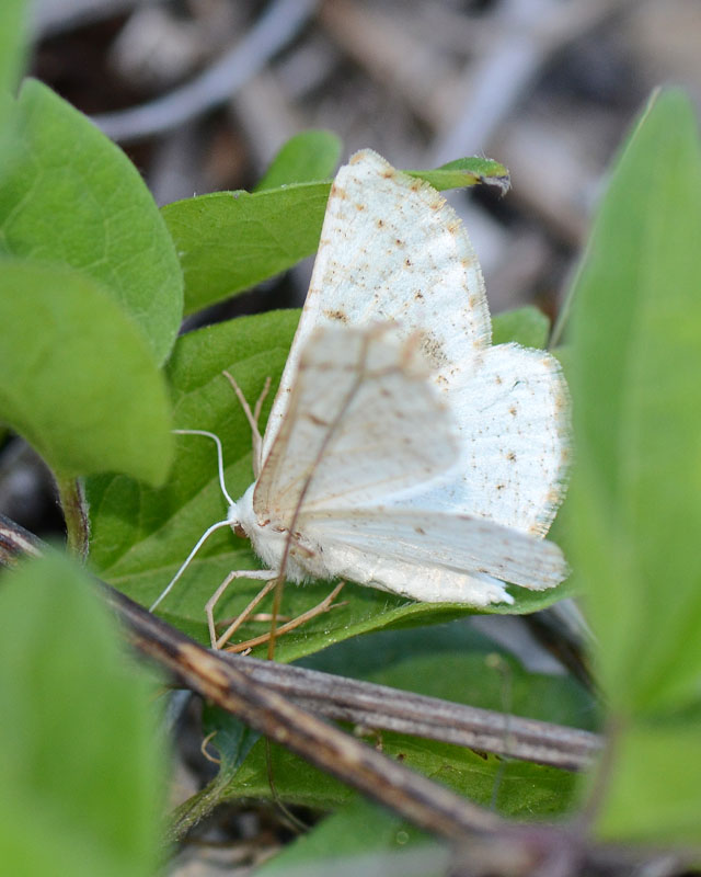 Geometridae da identificare